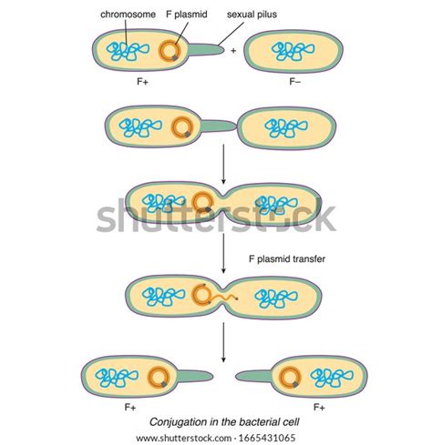 Bacterial Conjugation Sexual Reproduction Vector Stock Vector Royalty Free 1665431065