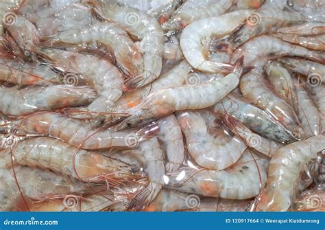 Litopenaeus Vannamei Pacific White Shrimp Royalty Free Stock Image