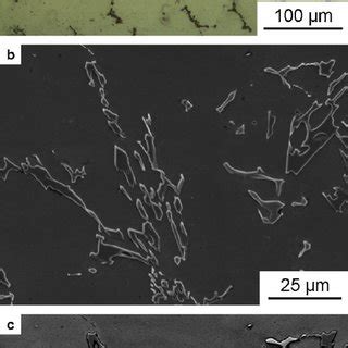 Light Optical Microscopy Micrograph A And Scanning Electron