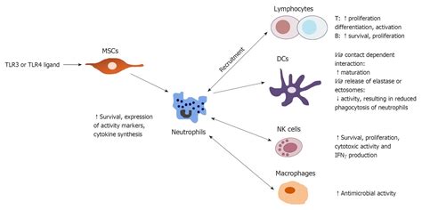 Another Look At The Life Of A Neutrophil