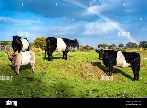 Belted Galloway Cows Including A Calf In Dartmoor National Park With A Rainbow Overhead