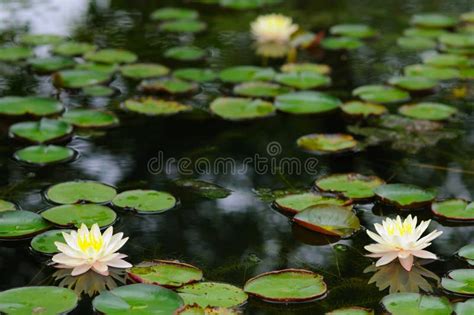 Attractive Water Lilies And Lily Pads On A Pond Stock Photo Image Of