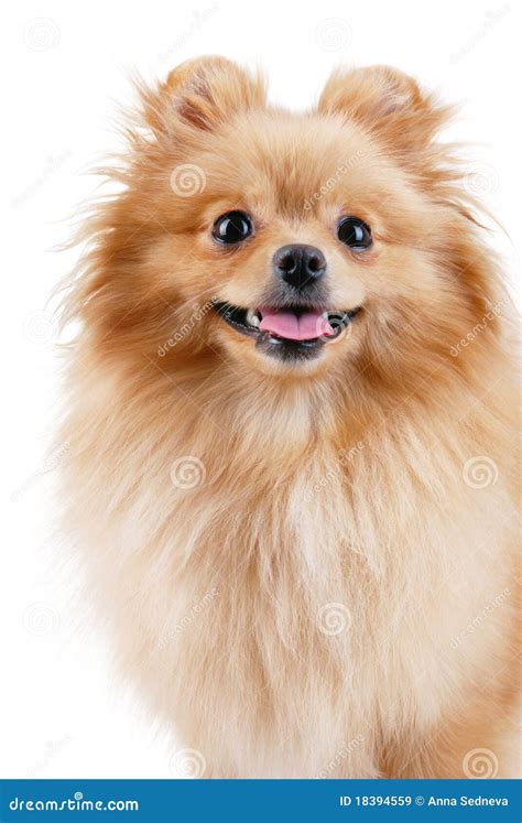 Smiling Pomeranian Dog. Royalty Free Stock Images - Image: 18394559