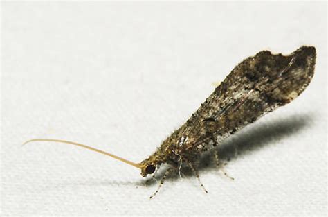 Beaded Lacewing Lomamyia Sp Lomamyia Bugguidenet