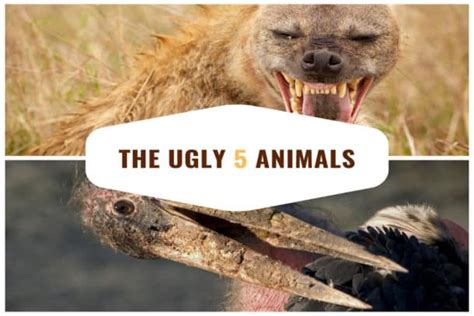 The Ugly 5 Animals of Africa - An Unsightly Safari