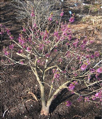 Daphne mezereum (Daphne, February Daphne, Mezereon, Spurge Laurel) | North Carolina Extension ...