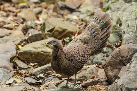 Premium Photo Grey Peacock Pheasant Polyplectron Bicalcaratum In Nature