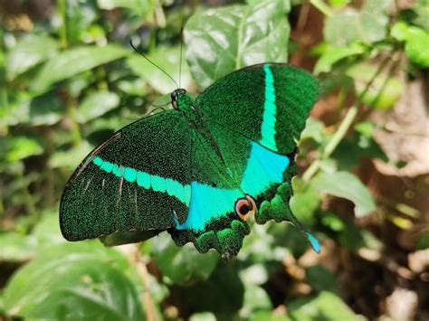 Common Banded Peacock Swallowtail From Mr Kumeti RES Colony Npur