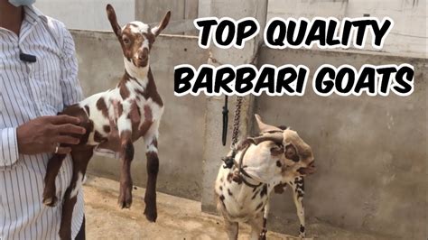 Top Quality Barbari Goats For Sale In Hyderabad Pure Quality