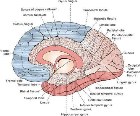 Pictures Of Cerebral Hemispheres