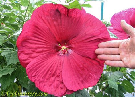 The Hardy Hibiscus Plant A Beautiful Addition To Your Garden