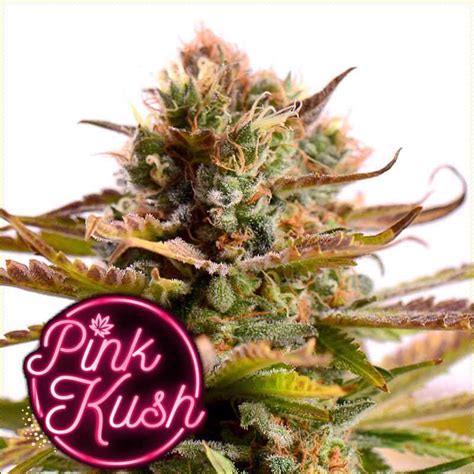 Pink Kush Seeds | Feminized Photoperiod - Dagga Seeds