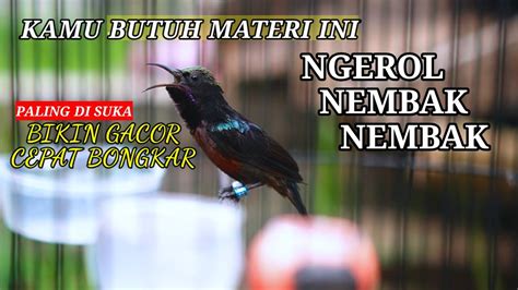 KONIN GACOR FULL ISIAN TEMBAKAN MANTAP 100 COCOK BUAT PANCINGAN