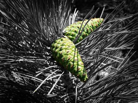 Cone Forest Pine - Free photo on Pixabay