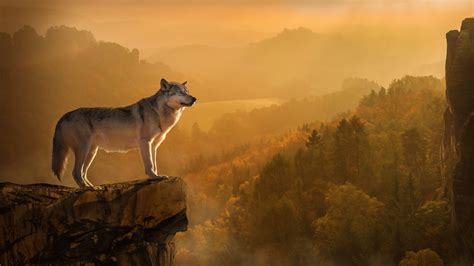 Autumn Wolf Wallpapers - Top Free Autumn Wolf Backgrounds - WallpaperAccess