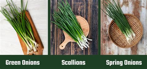 Green Onions Vs Scallions Vs Spring Onions Pros Cons And Differences