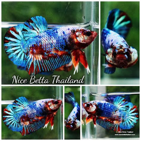 Betta Fish Fancy Multicolor Marble Hmpk