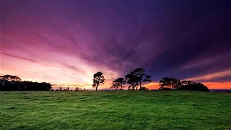 Online Crop Green Grass Field Landscape HD Wallpaper Wallpaper Flare