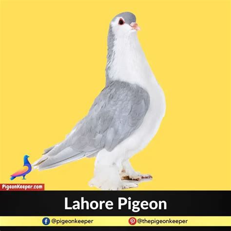 10 Pigeon Breeds That Make The Best Pets - Pigeon Keeper