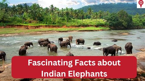 Feature: Interesting Facts about Indian Elephants, What makes them so ...