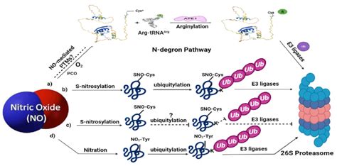 Nitric Oxide Signaling Associated With Ubiquitin Mediated Proteolysis