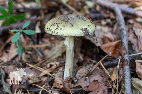 How To Identify A Death Cap Mushroom? — Forest Wildlife