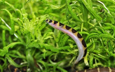 A Simple Kuhli Loach Care Guide for Beginners - Avid Aquarist