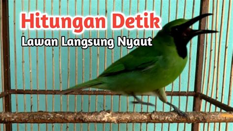 Hitungan Detik Cucak Ijo Lain Langsung Nyaut YouTube