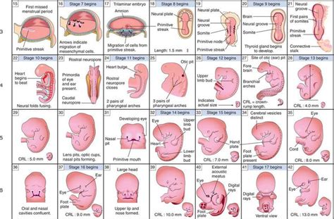 Fetal Development Informative Prenatal