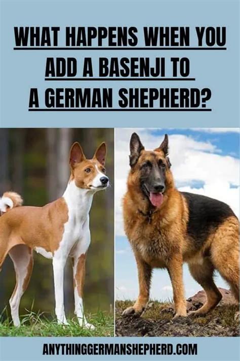 What Happens When You Add a Basenji to a German Shepherd?