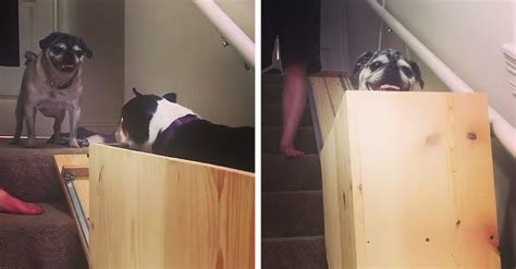 Dog Owner Builds Stairlift to Help Her Elderly Pugs Climb the Stairs Easier