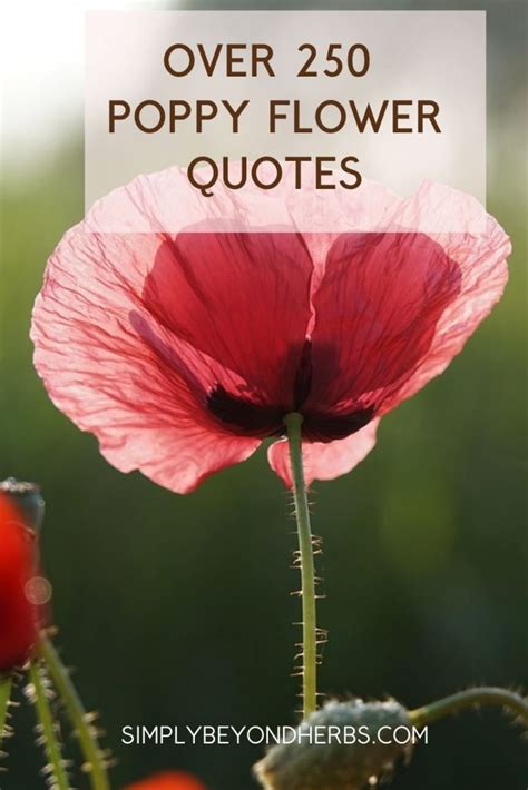 250 Captivating Poppy Quotes to Inspire - SimplyBeyondHerbs