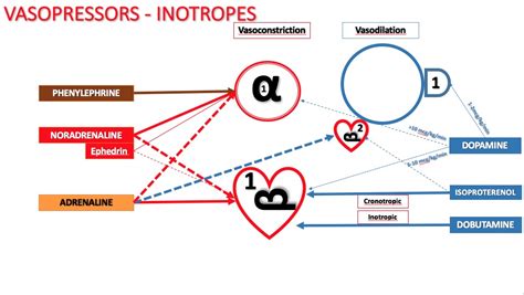 ALS – Inotropes – ALS – MCQ