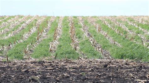 Farmers Concerned About Herbicide Resistant Weeds