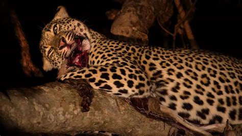 Leopard Collided With Car Jumped In The Air Died Accident Happened