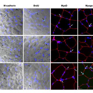 Changes in the markers of satellite cells. Representative... | Download ...