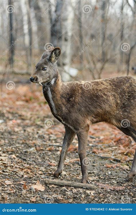 Siberian Musk Deer Hoofed Animal Rare Pair Stock Photo - Image of feed, moschiferus: 97024042