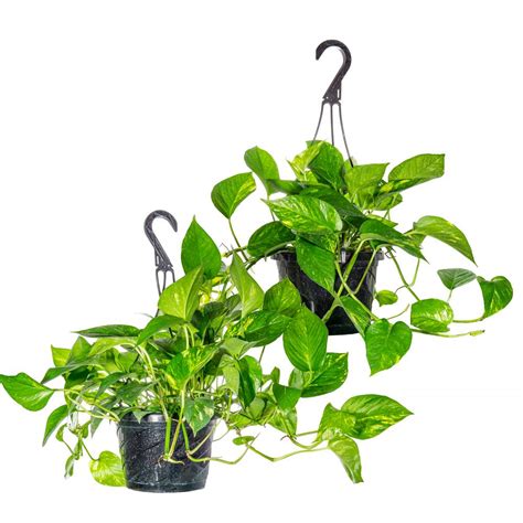 Perfect Plants Golden Pothos Devils Ivy In 8 In Hanging Basket 2 Pack Thd00411 The Home Depot