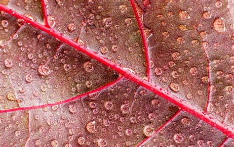 Textura Natural Vermelha Brilhante Gotas De Gua Folha De Mapa