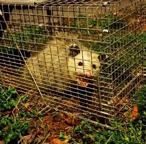 Opossum Removal And Opossum Control Professionals