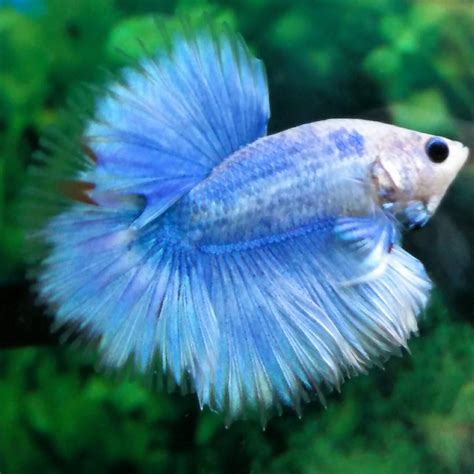 Baby Blue Marble Halfmoon Betta Male #380 (Pre-Order)