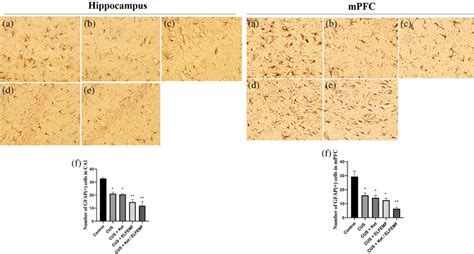 Change Of GFAP Expression In The CA1 Area Of The Hippocampus And MPFC