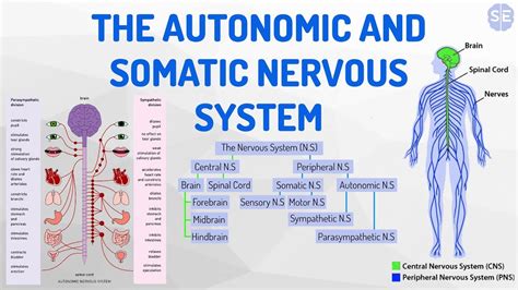 Psychology The Nervous System 08 The Autonomic And Somatic Nervous