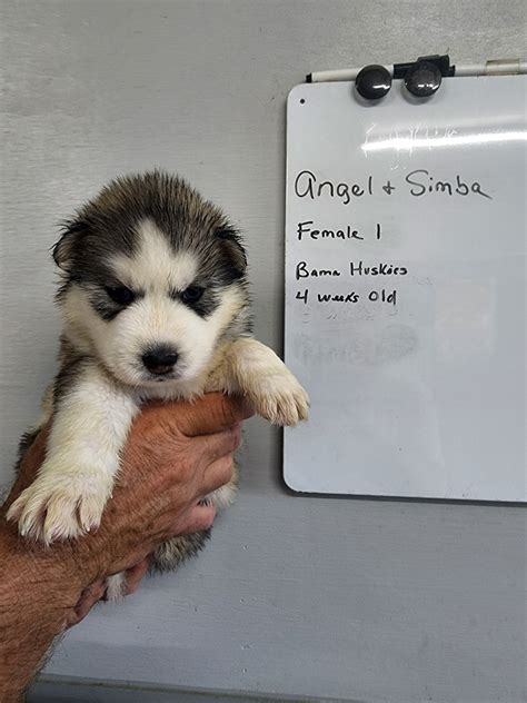 Angels Husky Puppies 4 Weeks Old Siberian Husky Puppies For Sale