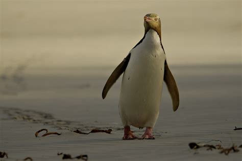 Hoiho, the yellow-eyed penguin: our shy rare penguin – Forest & Bird