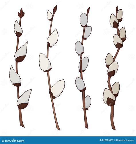 Collection Of Willow Twigs Vector Color Illustration In Flat Style