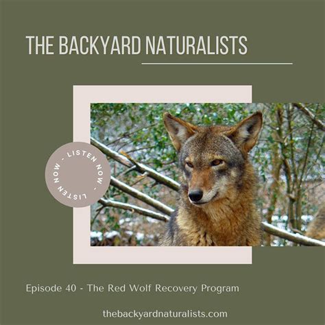 The Red Wolf Recovery Project - Backyard Birds