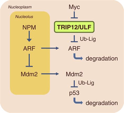 The Trip From Ulf To Arf Cancer Cell