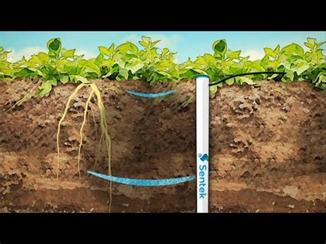 Precision Irrigation In Potatoes Using A Soil Moisture Probe YouTube