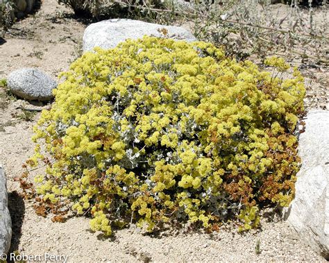 Saffron buckwheat - Waterwise Garden Planner